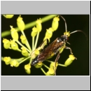 Hepiopelmus melanogaster - Schlupfwespe m091a 18mm-fdet02.jpg